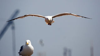 Image 1201643 (auto)