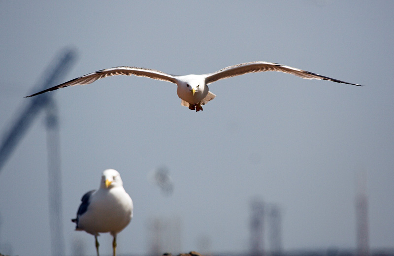 Image 1201643 (auto)