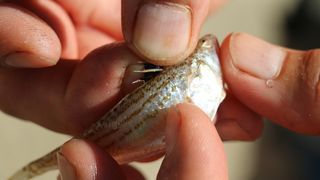 Vir: Međužupanijsko prvenstvo u sportskom ribolovu štapom s obale za seniorke Vir: Međužupanijsko prvenstvo u sportskom ribolovu štapom s obale za seniorke