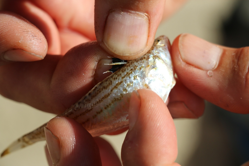 Vir: Međužupanijsko prvenstvo u sportskom ribolovu štapom s obale za seniorke Vir: Međužupanijsko prvenstvo u sportskom ribolovu štapom s obale za seniorke