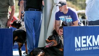 Međunarodna izložba pasa CACIB 2023