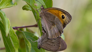 Cvijeće, bube, pauk, foto: Leo Banić