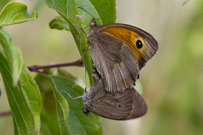 Cvijeće, bube, pauk, foto: Leo Banić