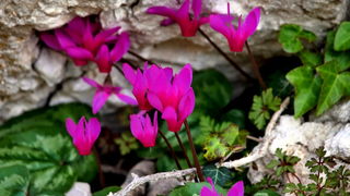 Pješačka staza Obrovac – Jankovića buk