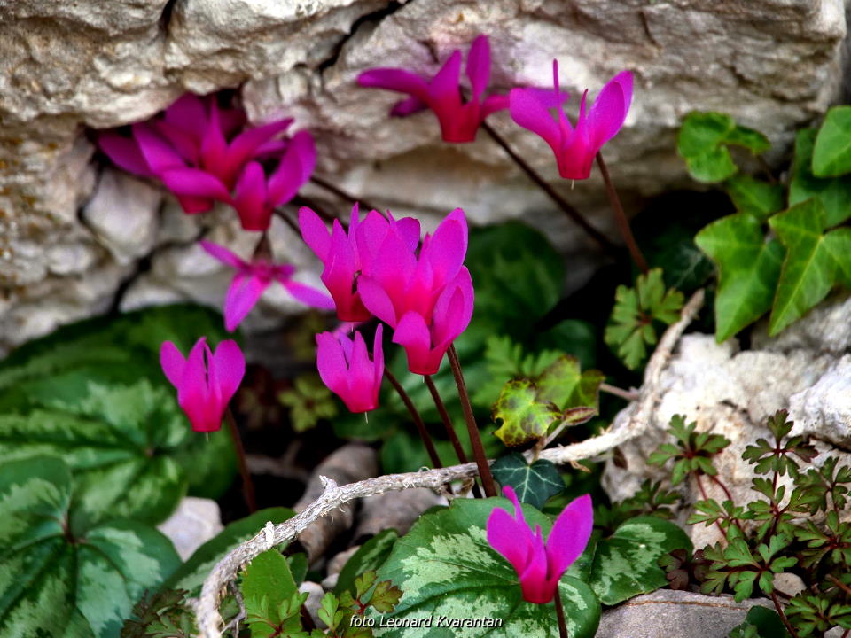 Pješačka staza Obrovac – Jankovića buk