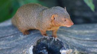 Mladunci patuljastog mungosa novi su stanovnici Zoološkog vrta Mladunci patuljastog mungosa novi su stanovnici Zoološkog vrta