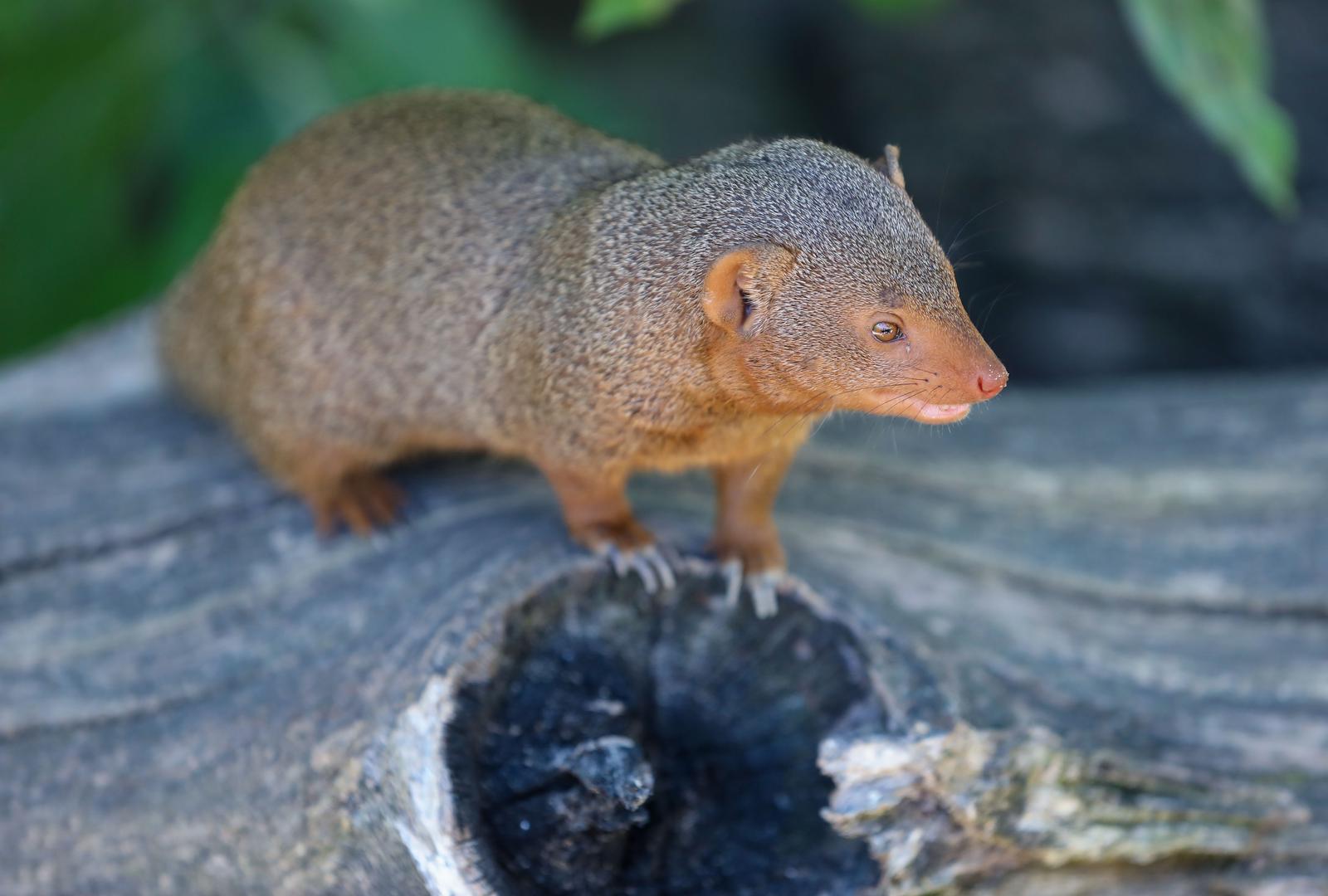 Mladunci patuljastog mungosa novi su stanovnici Zoološkog vrta Mladunci patuljastog mungosa novi su stanovnici Zoološkog vrta