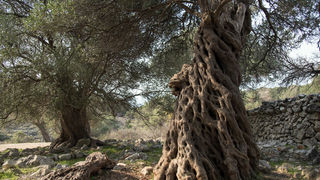 Berba maslina u Lunu, foto: V. Pesic