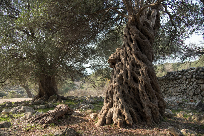 Berba maslina u Lunu, foto: V. Pesic