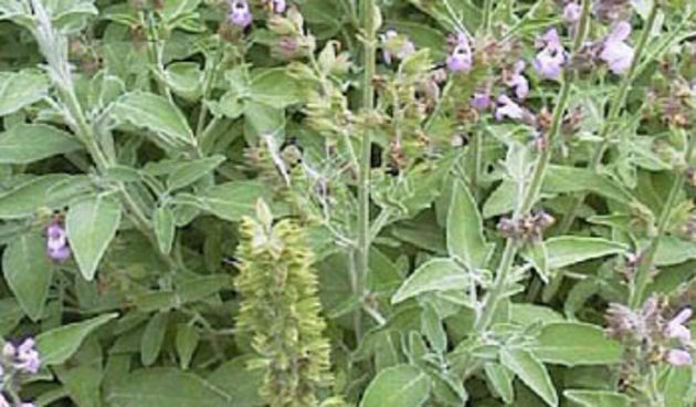 Kadulja(foto:covermagazin.com)