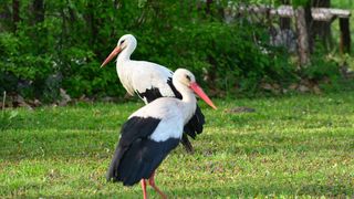 Klepetan se ipak vratio Malenoj Klepetan se ipak vratio Malenoj