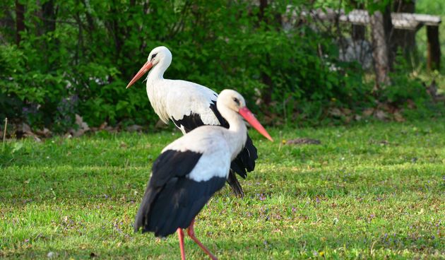 Klepetan se ipak vratio Malenoj