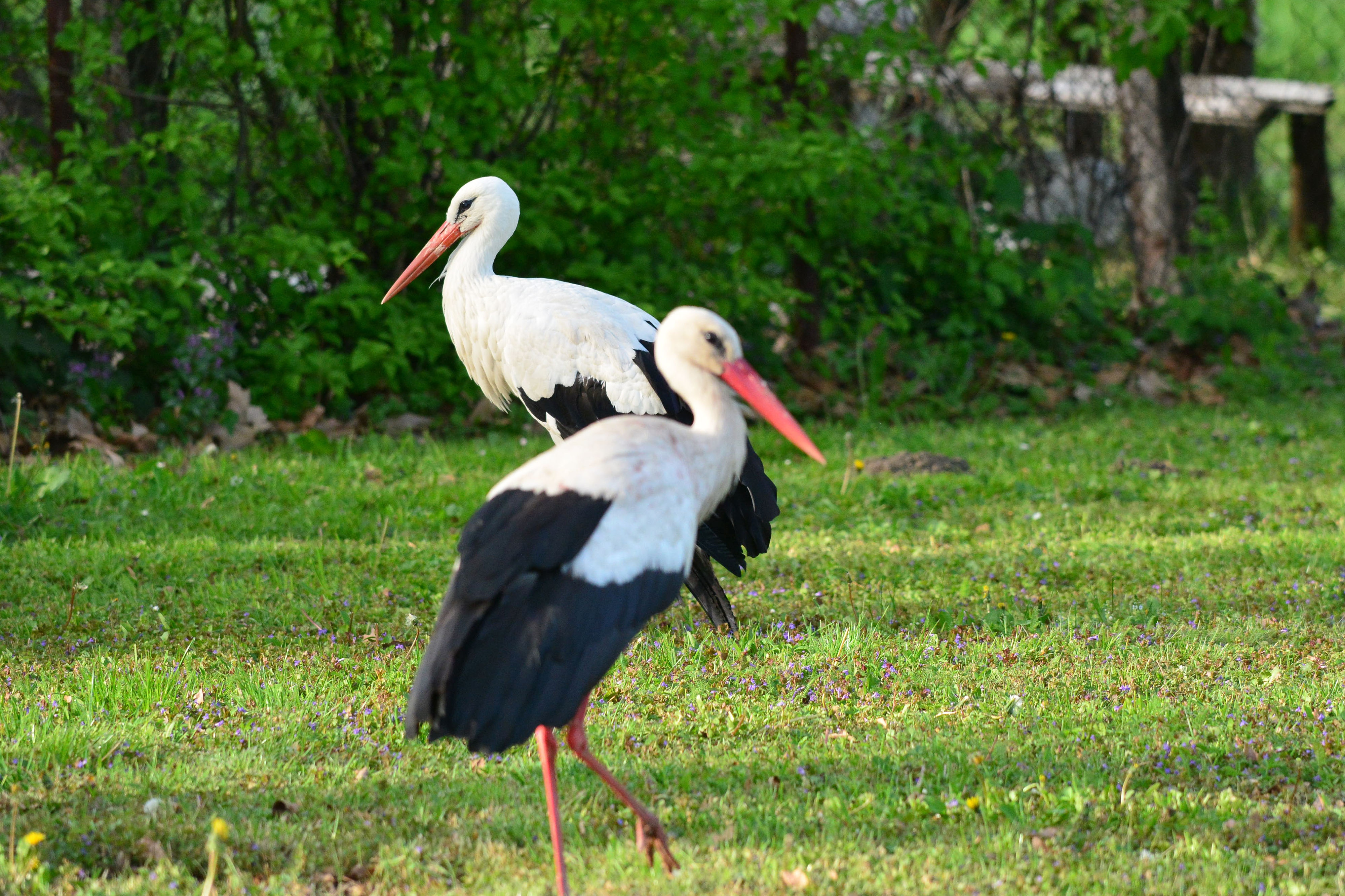 Klepetan se ipak vratio Malenoj Klepetan se ipak vratio Malenoj