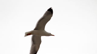 Subotnji šušur u gradu 27. travnja 2013. Foto: Mia Čop Subotnji šušur u gradu 27. travnja 2013. Foto: Mia Čop