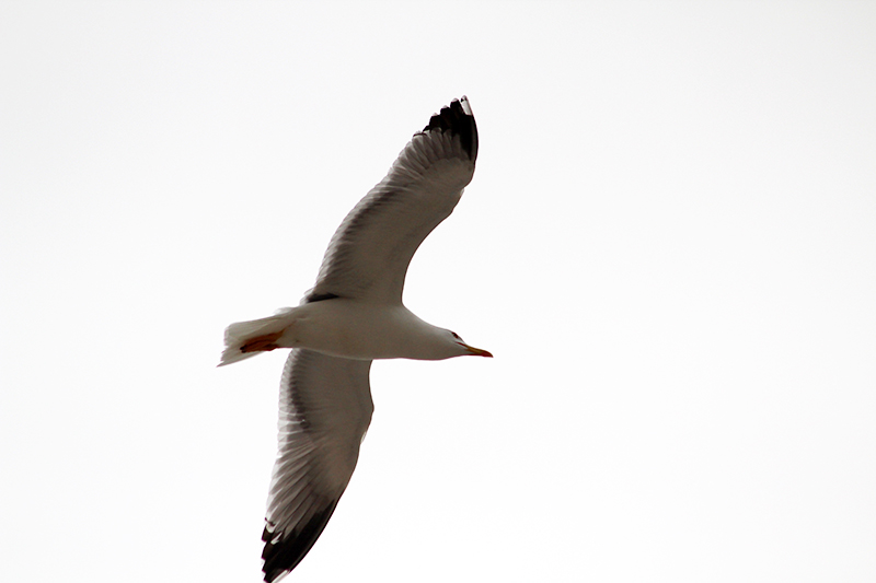 Subotnji šušur u gradu 27. travnja 2013. Foto: Mia Čop Subotnji šušur u gradu 27. travnja 2013. Foto: Mia Čop