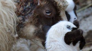 Kaštel Žegarski: Ovca potjerala vuka i ojanjila dva janjčića