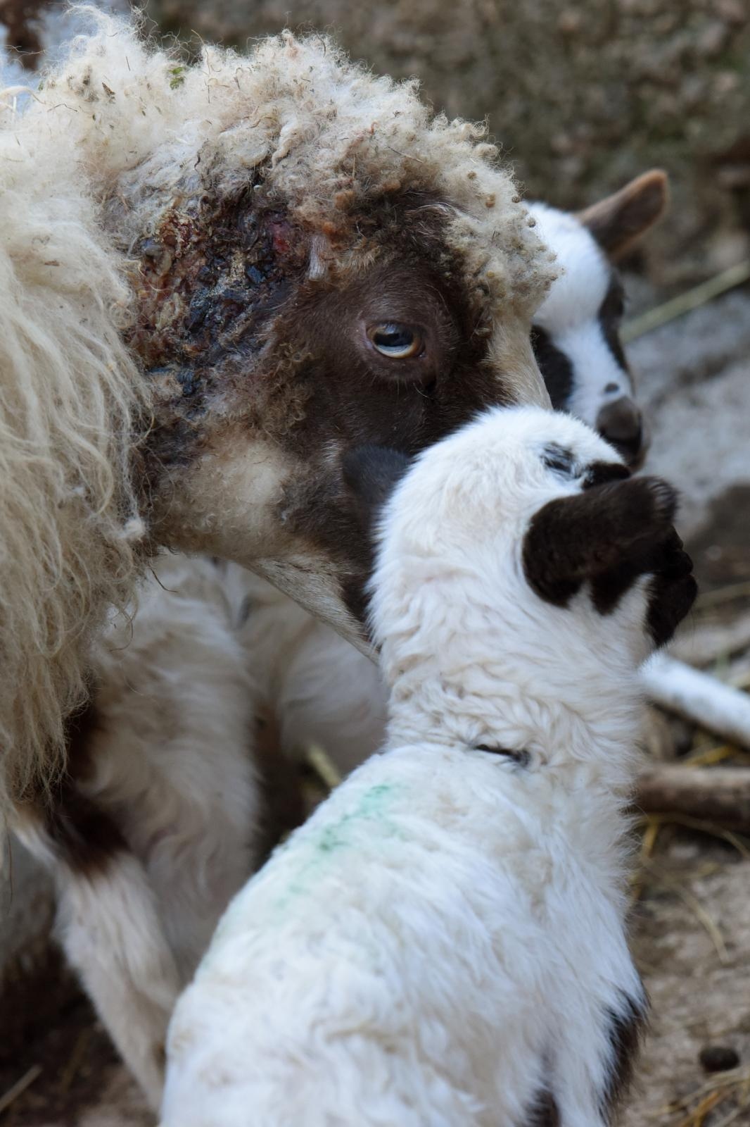Kaštel Žegarski: Ovca potjerala vuka i ojanjila dva janjčića