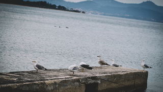 Đir po gradu: Škura bura u Zadru 14. ožujka 2016. Đir po gradu: Škura bura u Zadru 14. ožujka 2016.