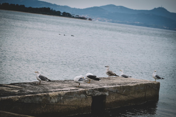Đir po gradu: Škura bura u Zadru 14. ožujka 2016. Đir po gradu: Škura bura u Zadru 14. ožujka 2016.