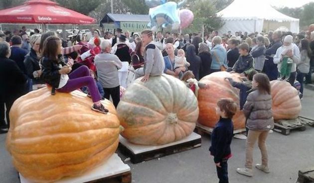 Tovarnik: Bundeva od 630 kg