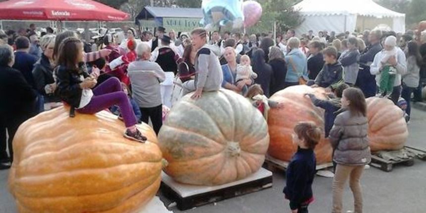 Tovarnik: Bundeva od 630 kg