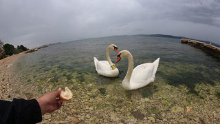 Labudovi u Bibinjama 6. svibnja 2013. Foto: Leo banić Labudovi u Bibinjama 6. svibnja 2013. Foto: Leo banić