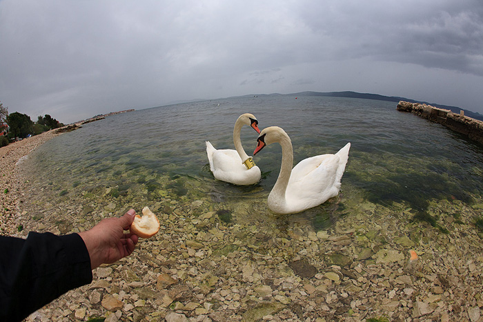 Labudovi u Bibinjama 6. svibnja 2013. Foto: Leo banić Labudovi u Bibinjama 6. svibnja 2013. Foto: Leo banić
