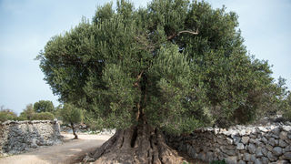 Berba maslina u Lunu, foto: V. Pesic