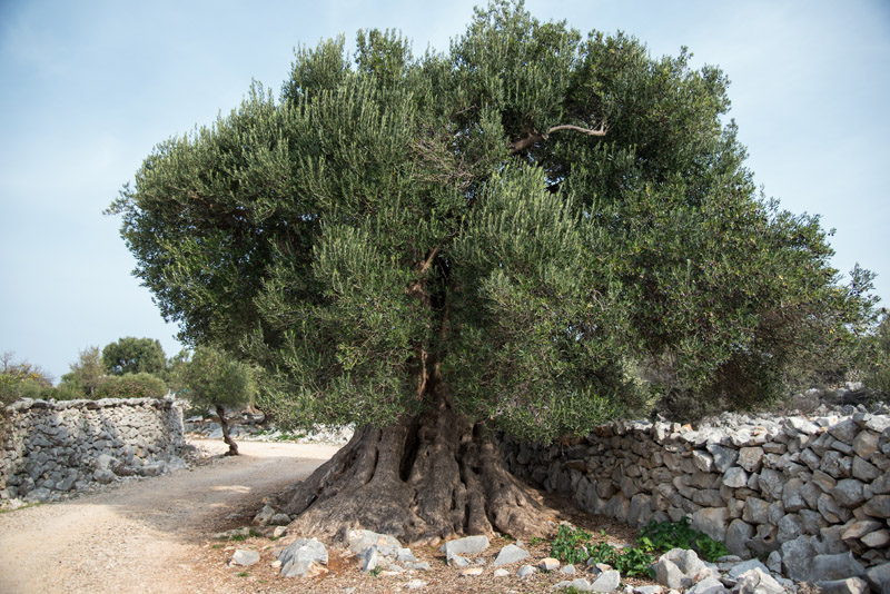 Berba maslina u Lunu, foto: V. Pesic