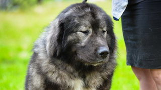 16. Međunarodna izložba pasa CACIB Zadar – Prvak prvaka 2016. 16. Međunarodna izložba pasa CACIB Zadar – Prvak prvaka 2016.