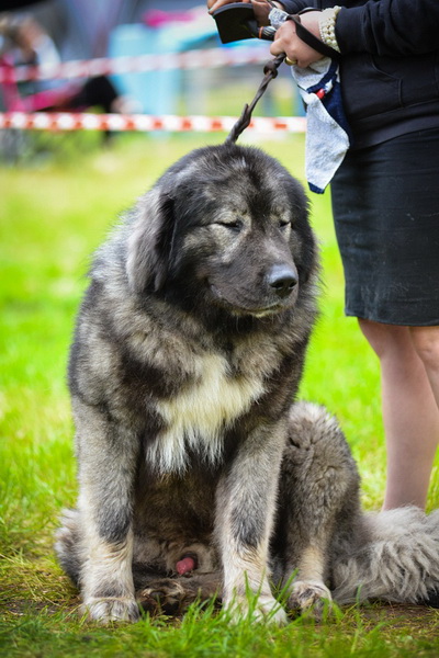 16. Međunarodna izložba pasa CACIB Zadar – Prvak prvaka 2016. 16. Međunarodna izložba pasa CACIB Zadar – Prvak prvaka 2016.