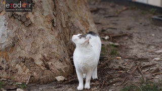 Đir po gradu, ponedjeljak 15. siječnja 2018.