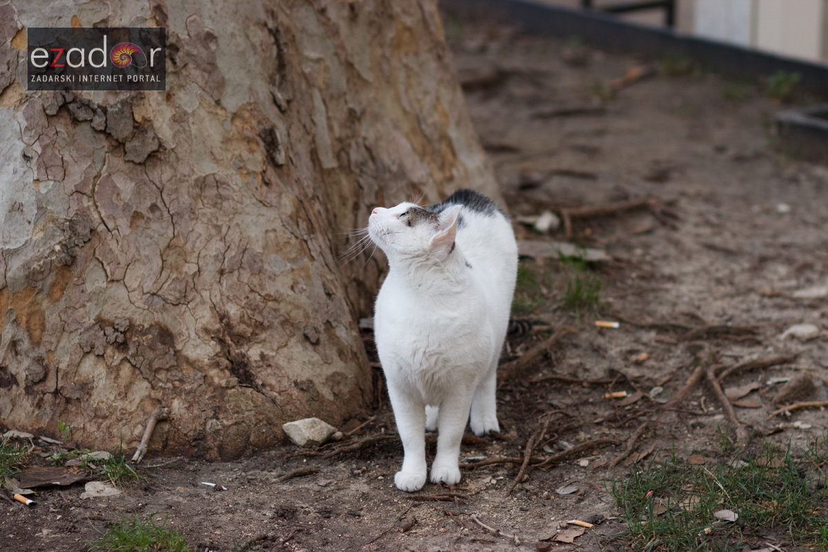 Đir po gradu, ponedjeljak 15. siječnja 2018.