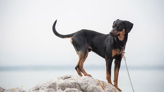 Drugi Planinarski pohod “Hajdemo do Vrane” 2. travnja 2016. Foto: Vinko Pešić