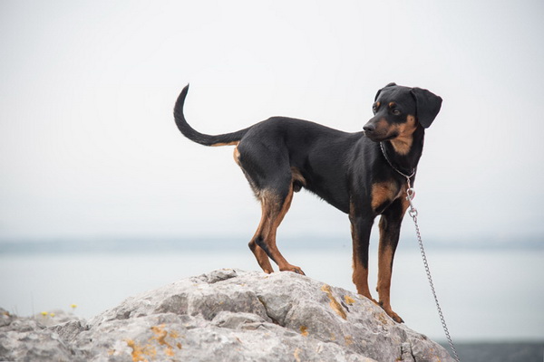 Drugi Planinarski pohod “Hajdemo do Vrane” 2. travnja 2016. Foto: Vinko Pešić