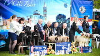16. Međunarodna izložba pasa CACIB Zadar – Prvak prvaka 2016. 16. Međunarodna izložba pasa CACIB Zadar – Prvak prvaka 2016.