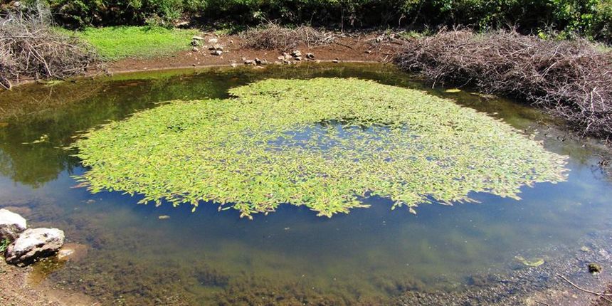 Dezinskecija, komarci Dezinskecija, komarci