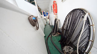 Ribarice u zadarskoj luci, Foto: Leo Banić