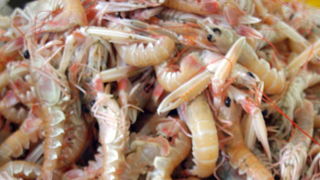 Image 1205447 (auto)