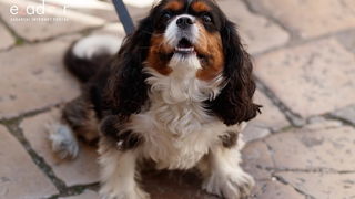 Đir po gradu ponedjeljak, 17. listopada 2022.