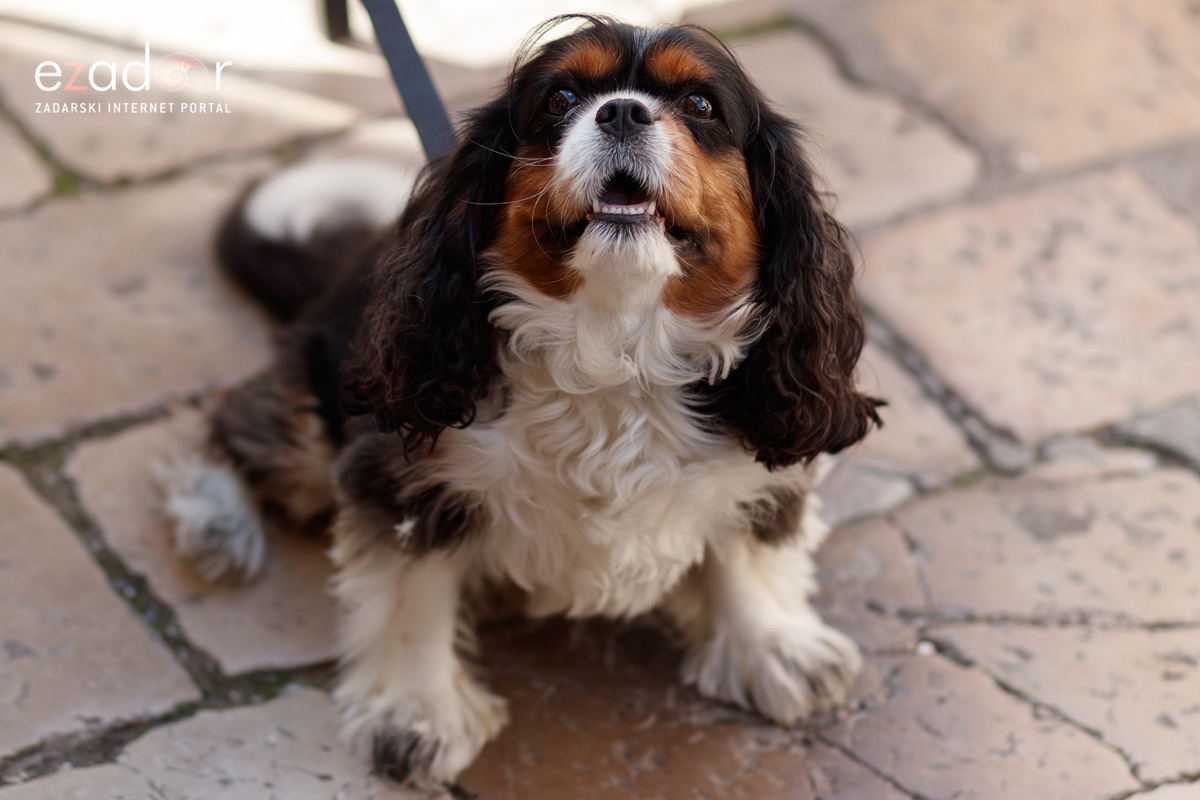 Đir po gradu ponedjeljak, 17. listopada 2022.