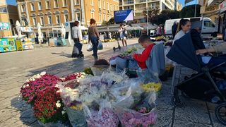 Krizanteme svi sveti