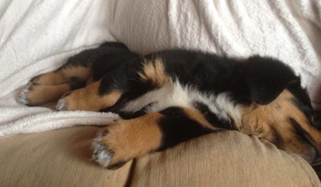 Bastard Bellina. Foto: Nenad Nešović