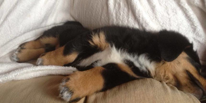 Bastard Bellina. Foto: Nenad Nešović Bastard Bellina. Foto: Nenad Nešović