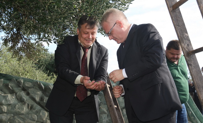 Zadar, 031010.
Predsjednik Hrvatske Ivo Josipovic posjetio je mjesto Lun na otoku Pagu.Obisao je sari maslinik i uljaru Lun Zeljimira Badurine.
Na fotografiji : predsjednik u masliniku.
Foto : Vladimir Ivanov / CROPIX