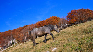 Đir do Zavižana, sjeverni Velebit, foto: Leo Banić