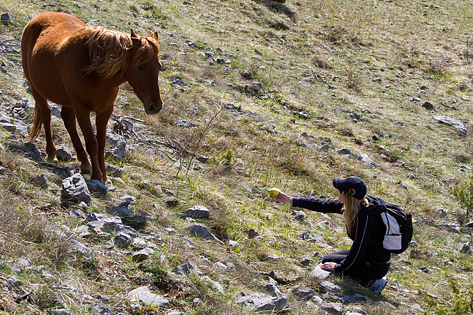 Divlji konji na Velebitu, foto: Leo Banić