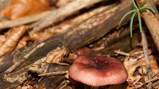 Lička jesen u znaku gljiva, Foto: Leo Banić