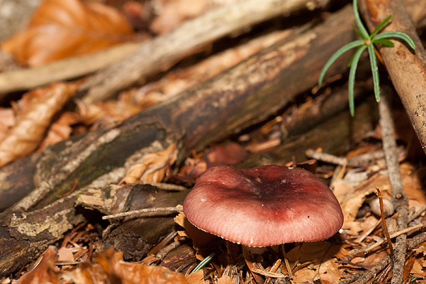 Lička jesen u znaku gljiva, Foto: Leo Banić