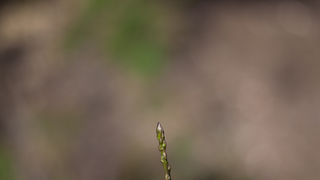 Ugodno prijepodne uz tok rijeke Karešnice i stare zapuštene mlinove, foto: Darko Belančić